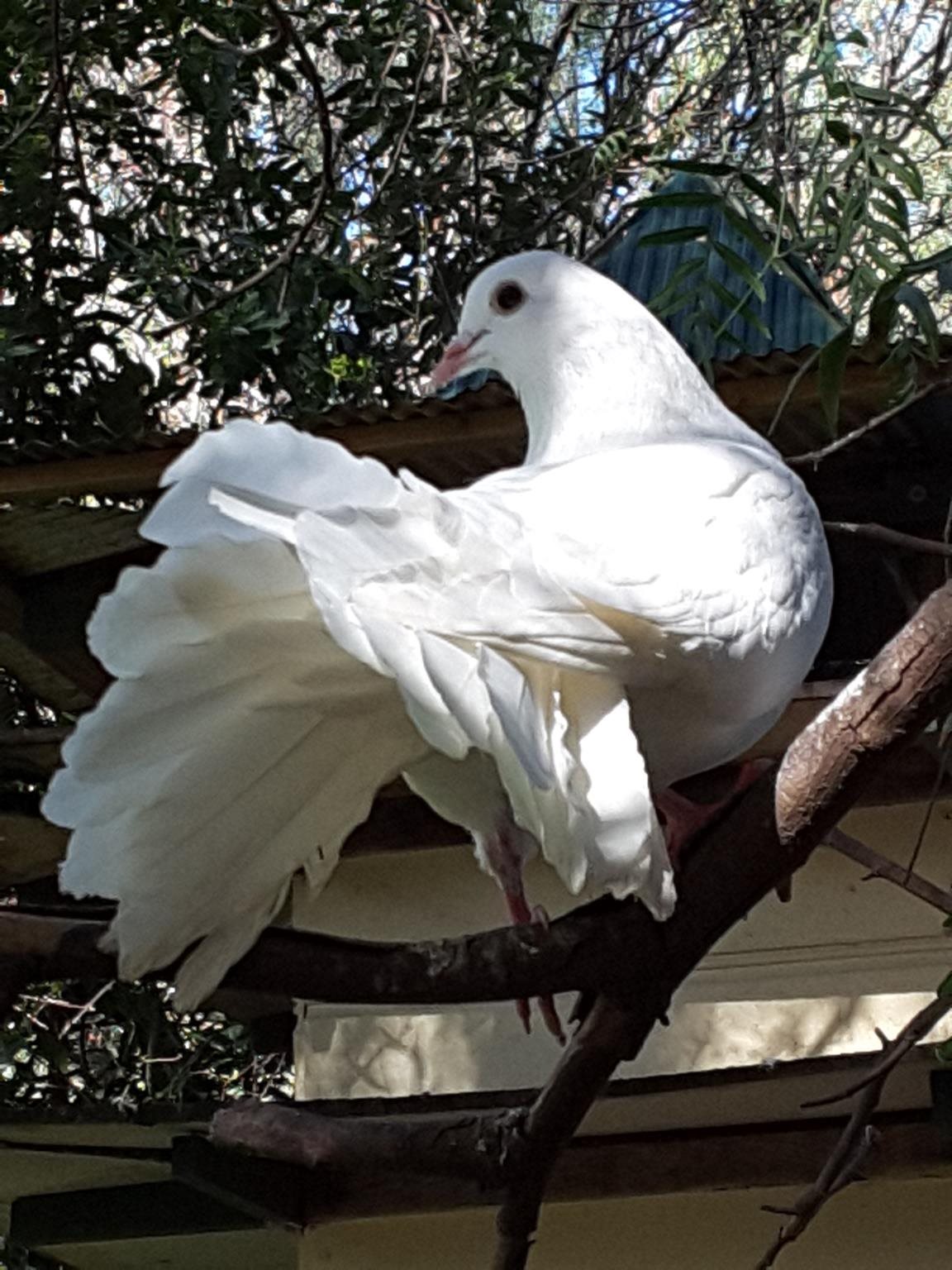 The Dove Cote — 4-Star Luxury Hotel in Tanunda, Australia