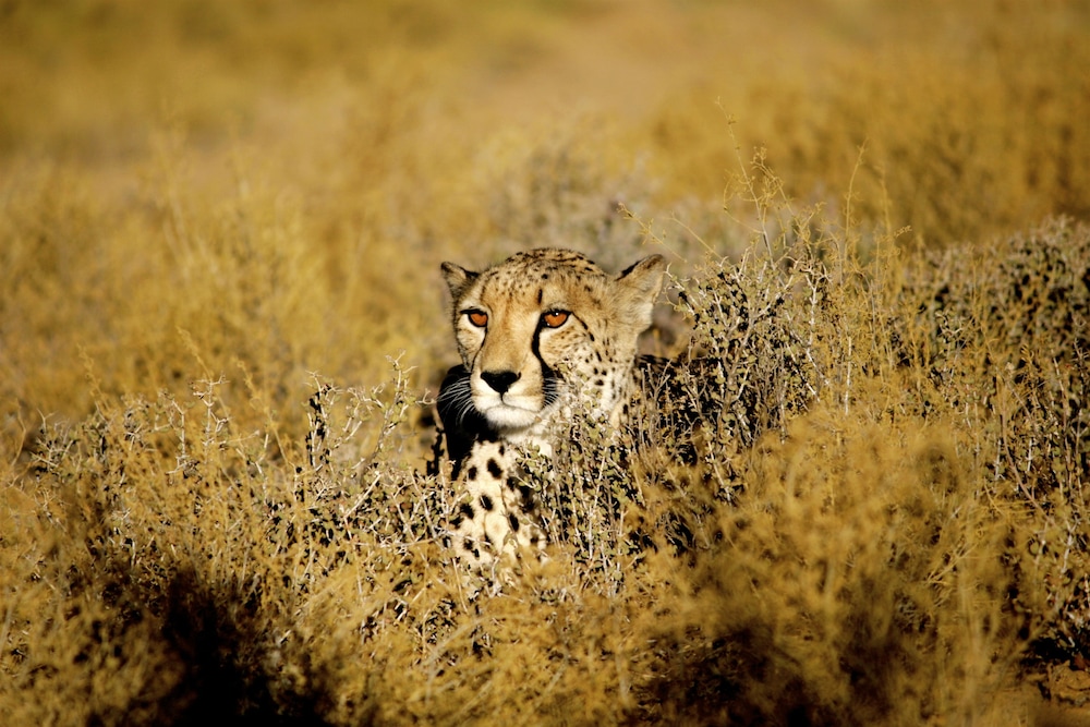 Inverdoorn Private Game Reserve — 4-Star Luxury Hotel in Cape Town, South Africa