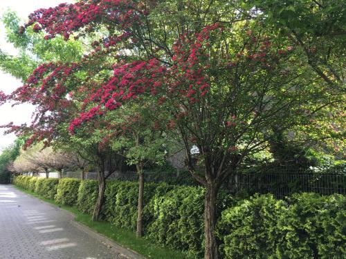 Gosciniec Tombor in Katowice, Poland