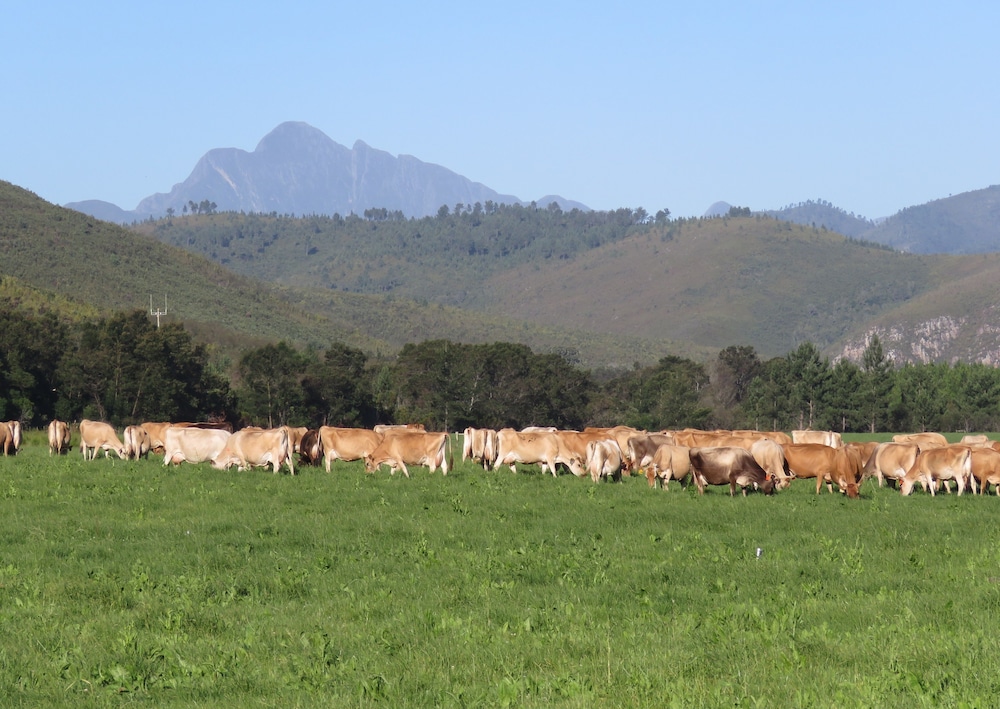 Natures Way Farmhouse — 4-Star Luxury Hotel in Plettenberg Bay, South Africa