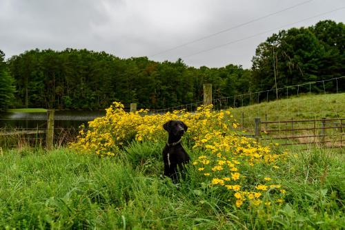 Wolf Creek Farm B&B and Motorcycle Manor at Wolf Creek Farm LLC — 5-Star Luxury Hotel in Dublin, United States