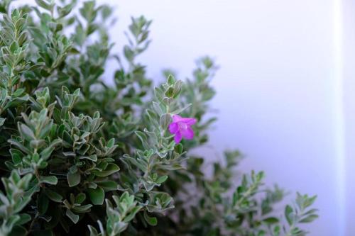 Thaitara Chiangkhan in Chiang Khan, Thailand