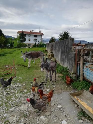 Agroturismo Pagoederraga — Orio — photo 2