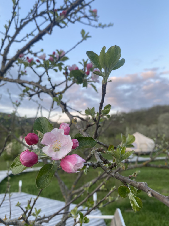 Ananda Glamping - last minute hotel in Unknown City