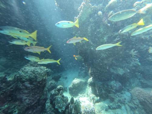 Marsiamo in Marsa Alam, Egypt