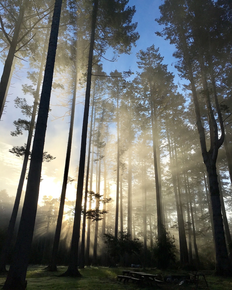 Mendocino Grove - photo 16