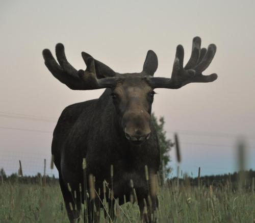 Moose Garden — Oestersund — photo 5