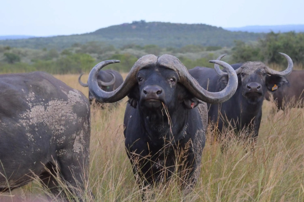 Bushwa Private Game Lodge — 4-Star Luxury Hotel in Polokwane, South Africa