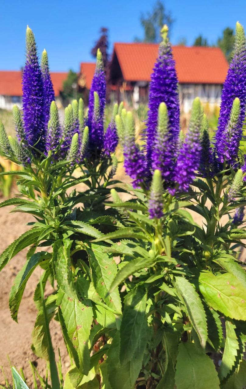 Lawendowy Zakątek Machowino Domek Beate in Ustka, Poland