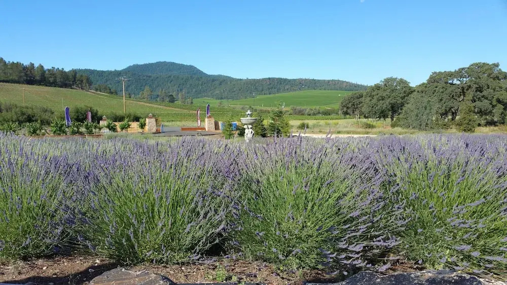 Thorn Hill Vineyards Villa Suites — 4-Star Luxury Hotel in Clear Lake Riviera, United States