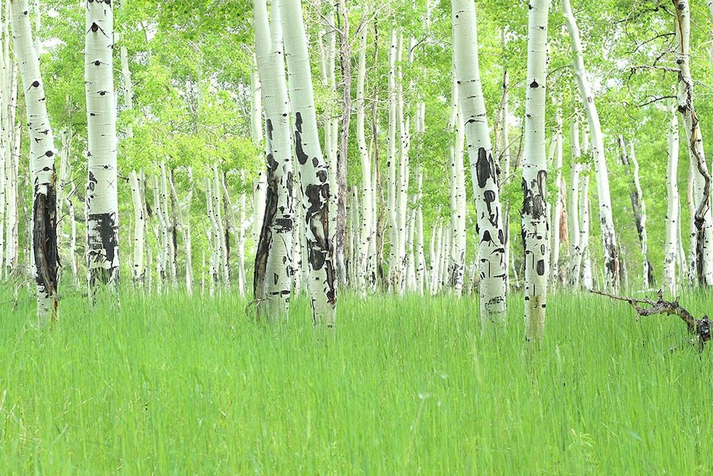 Perry Mansfield Gray Aspen - photo 23