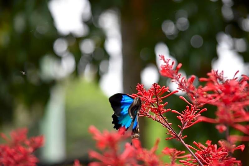 Eden House Retreat — Yungaburra — photo 3