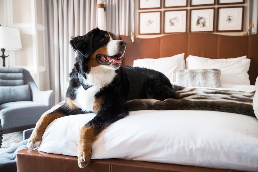 The St. Regis Aspen Resort - photo 119