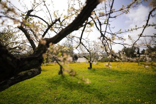 Trulli Magda in Martina Franca, Italy
