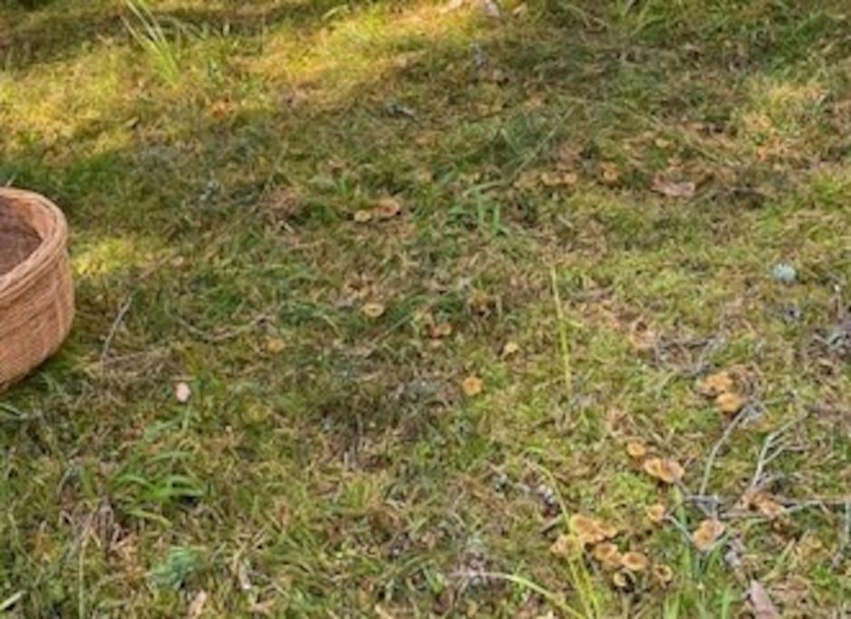 StugaNäraKungsberget mysig stuga med kamin grillkåta och vedbastu — Ockelbo — photo 5