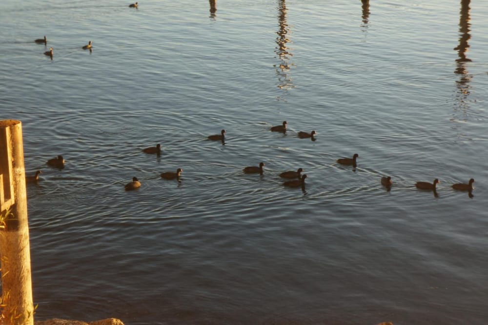 Lake Marina Inn - photo 24