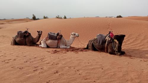Desert Campo - carbon neutral hotel in Unknown City