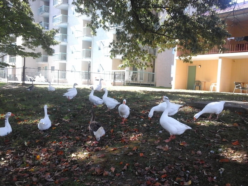 River Place Inn - photo 24