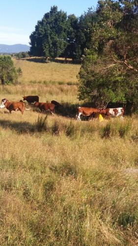 Chacra Don Benito Chonchi — Chonchi — photo 4