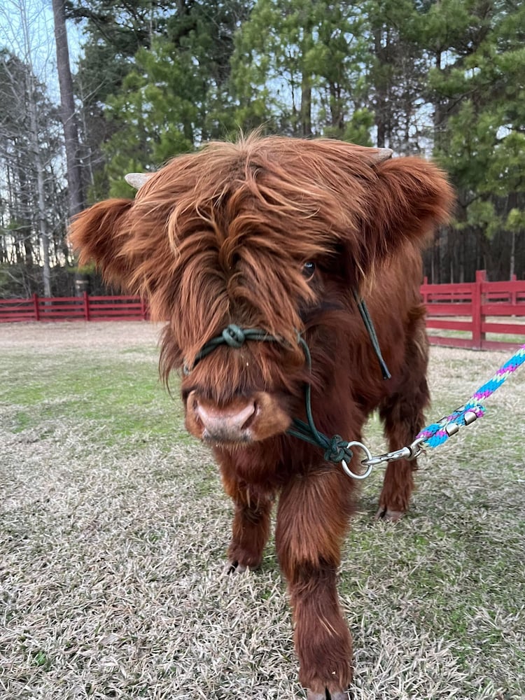 Coulter Farmstead - photo 103
