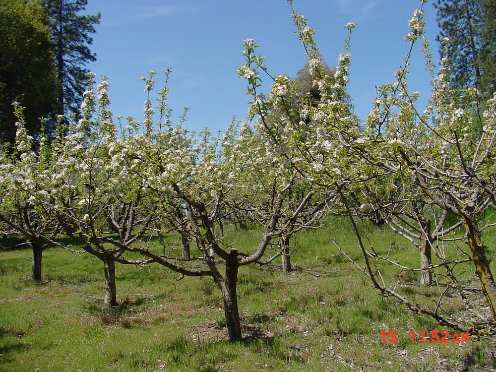 Apple Blossom Inn - photo 71