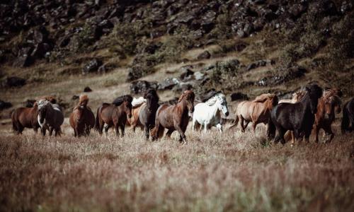 Cora s House & Horses