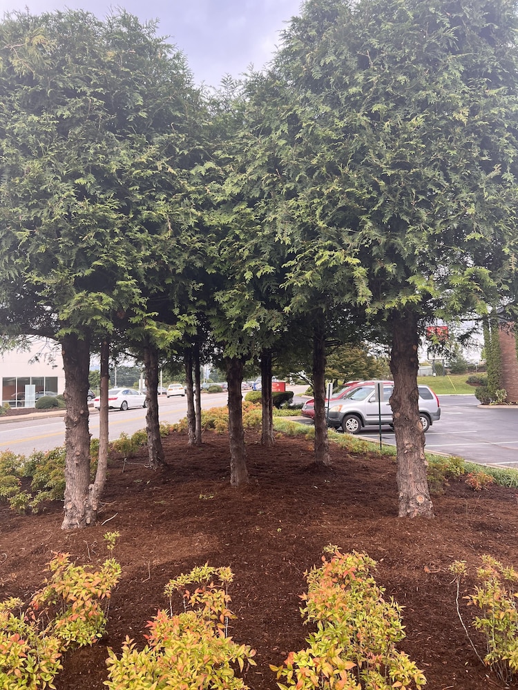 Quality Inn Asheville Airport - photo 24