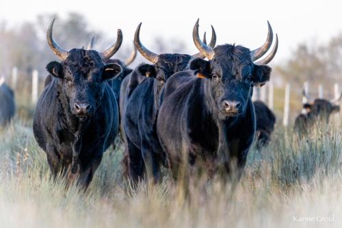 Mas de la Paix in Vauvert, France