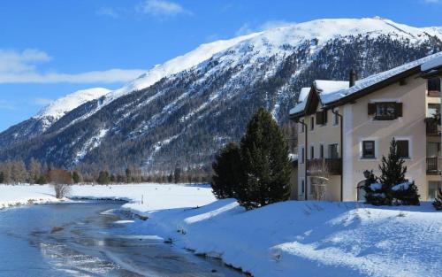 Marmotta — Celerina — photo 3