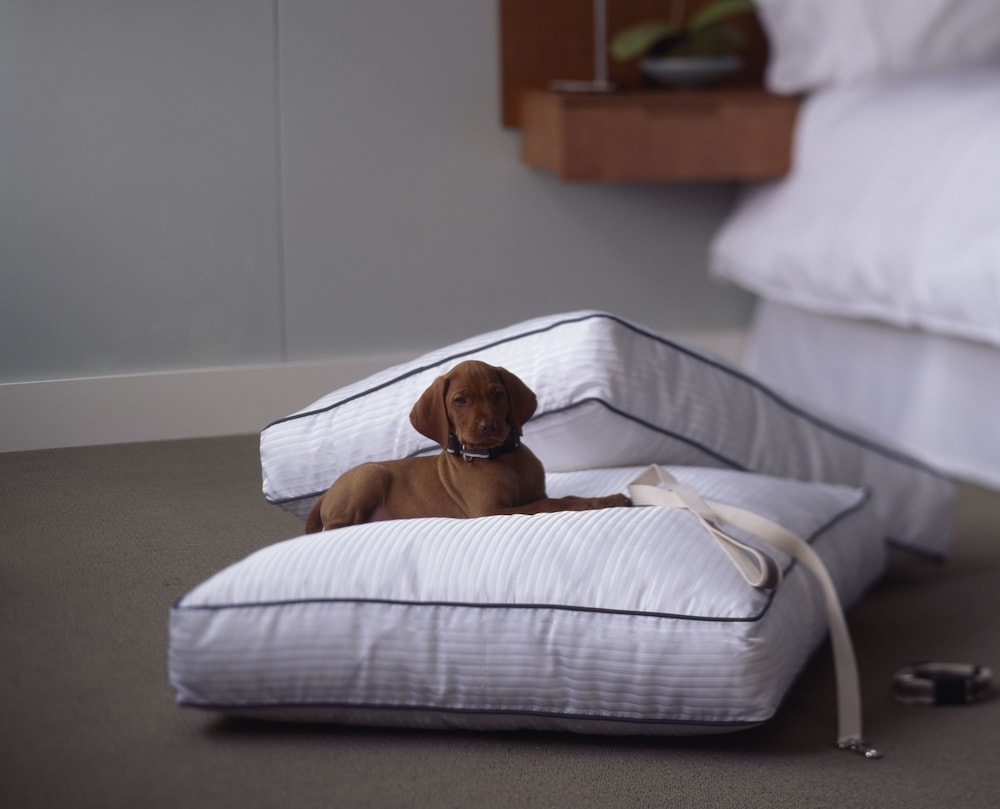 The Westin Washington D.C. City Center - photo 5