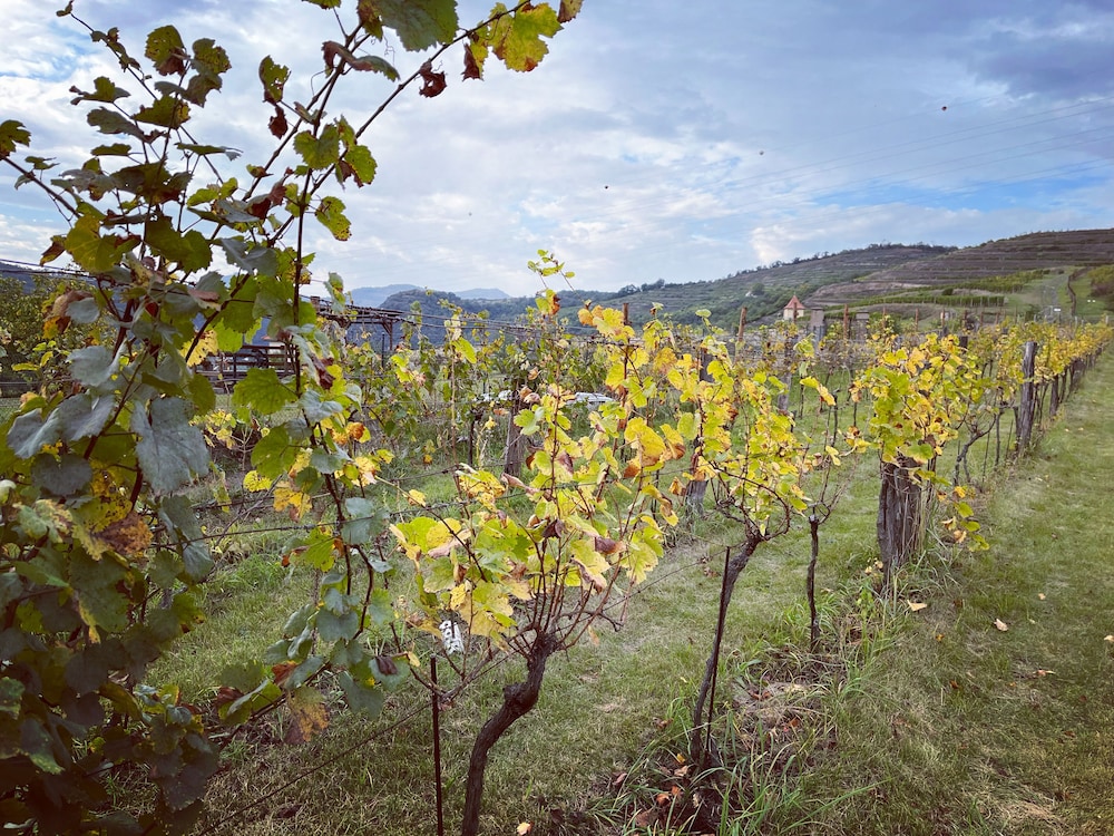 Stará vinice in Litomerice, Czech Republic