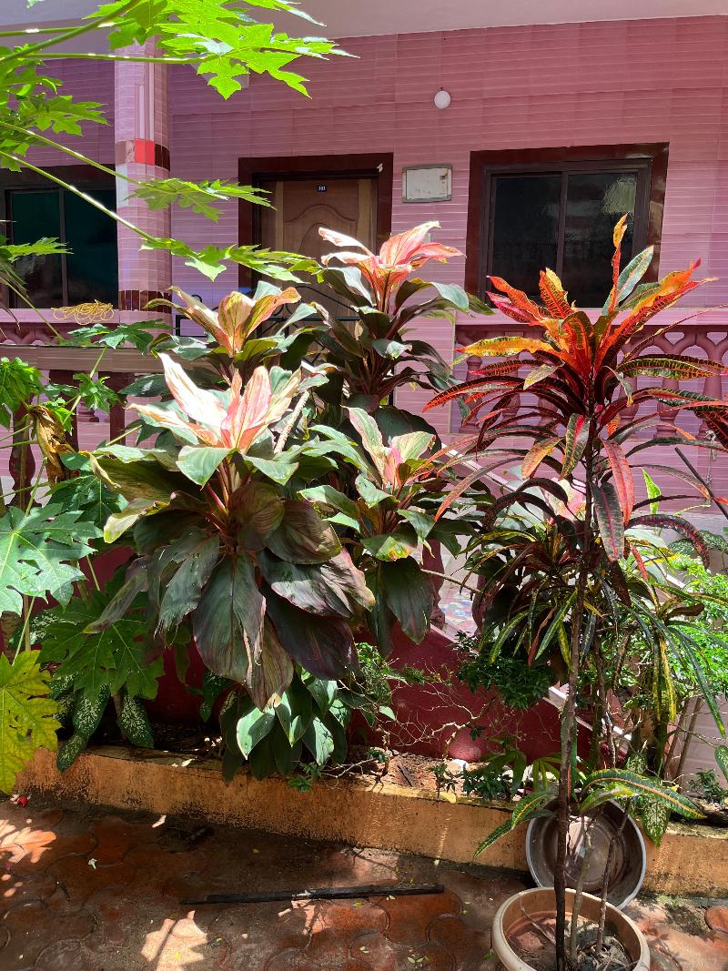 Abbi S Nest — Calangute — photo 3