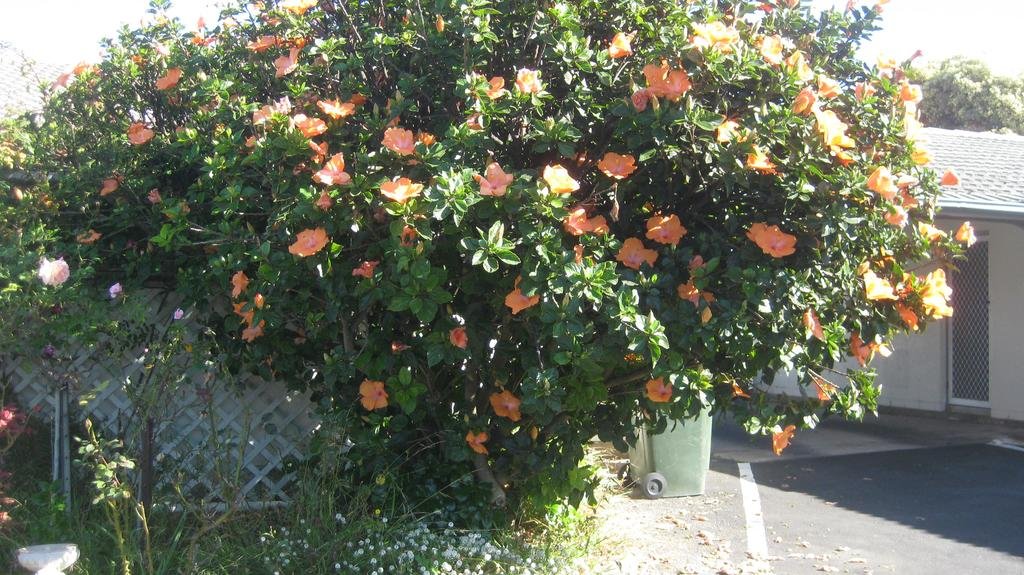 Robe Heaven Motel in Robe, Australia