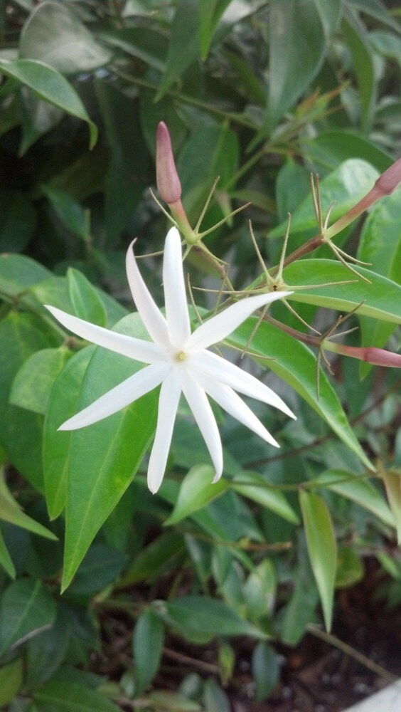 Jasmine Garden Inn - photo 59