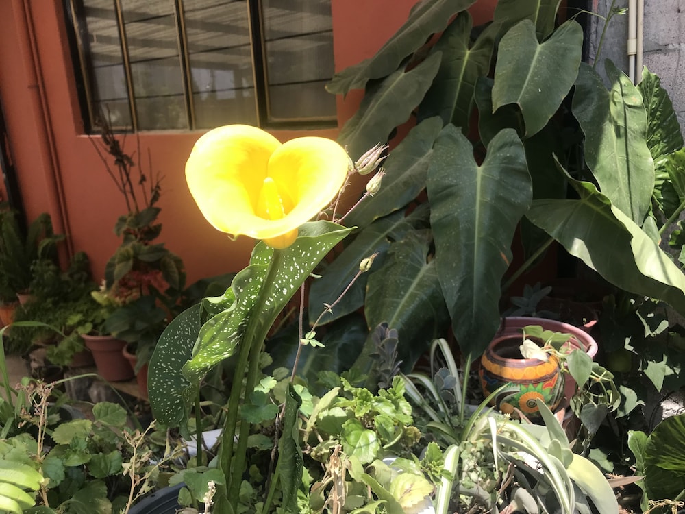La Pineda Teotihuacan — hotel in Teotihuacan