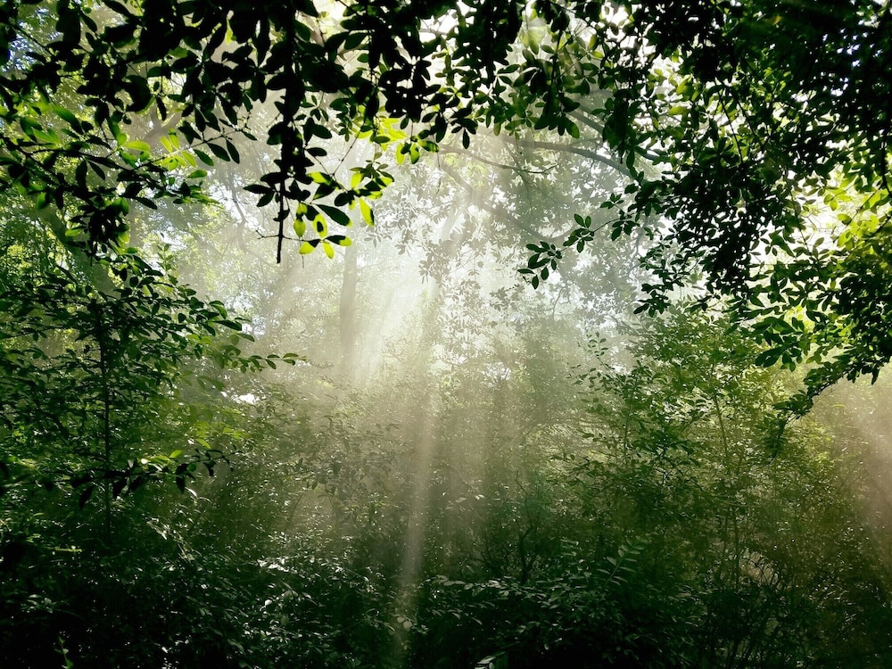 Savannah's Meadow - photo 8