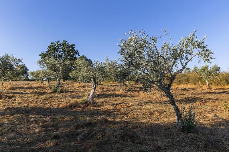 Quinta Do Chã o Da Vinha in Seia, Portugal