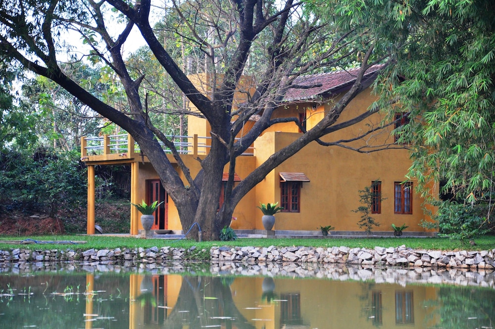 Raintree in Dambulla, Sri Lanka