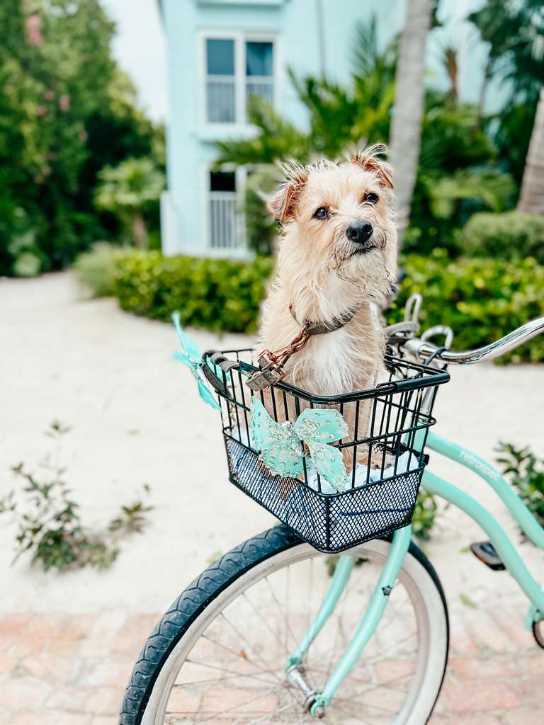 Bayside Inn Key Largo - photo 43