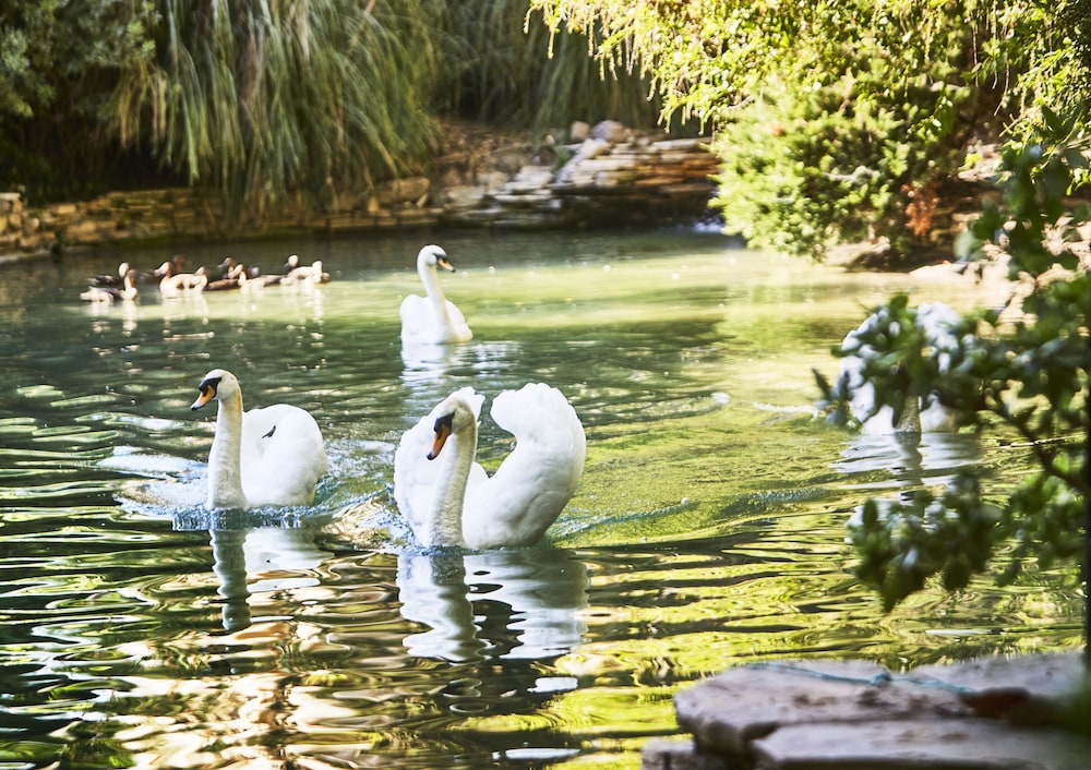 Hotel Bel Air Dorchester Collection - photo 142