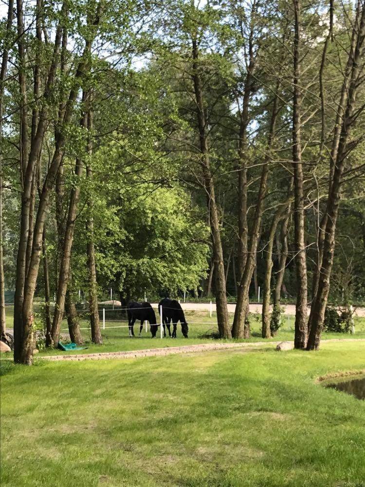 Forglamp in Bydgoszcz, Poland