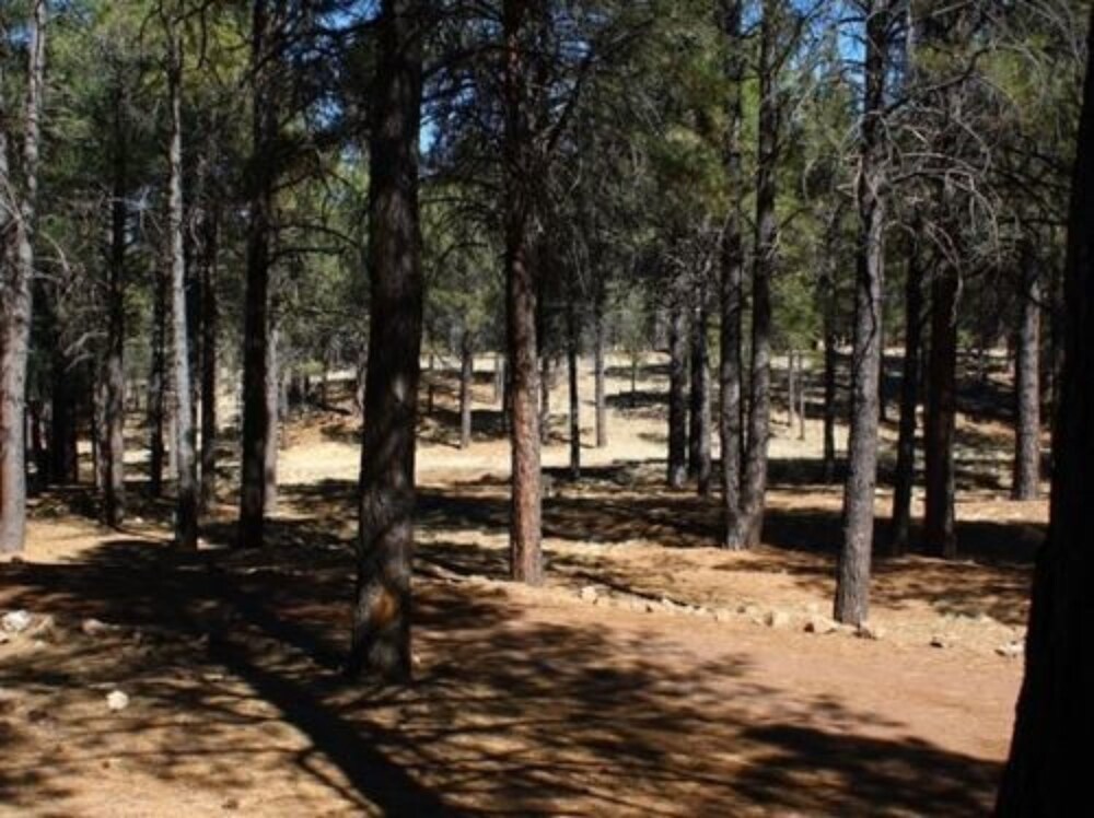 Arizona Mountain Inn and Cabins - photo 279