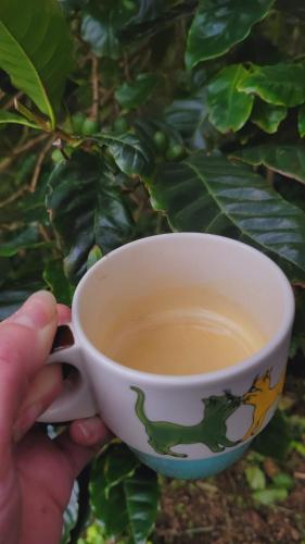 Cantinho da Luz in Ponta Delgada, Portugal