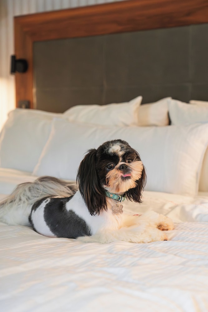 Pet-friendly