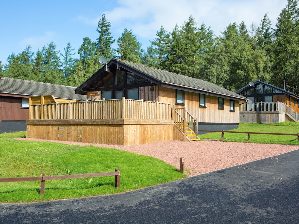Pine Tree in Newcastle Upon Tyne, United Kingdom