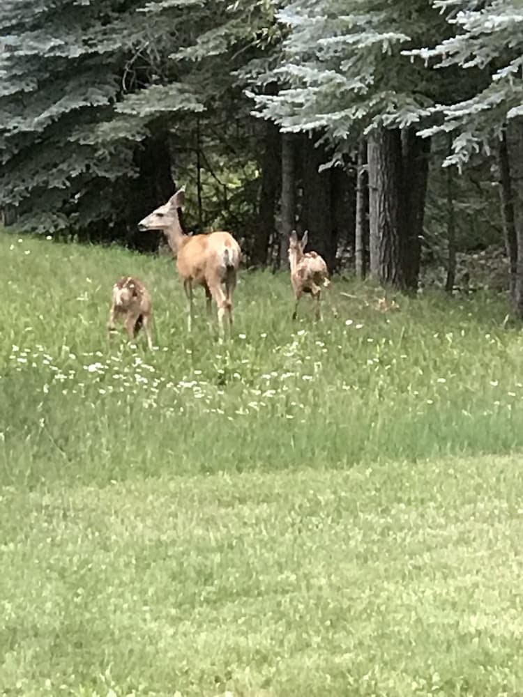 Bear Paw Lodge & Vacation Homes - photo 62