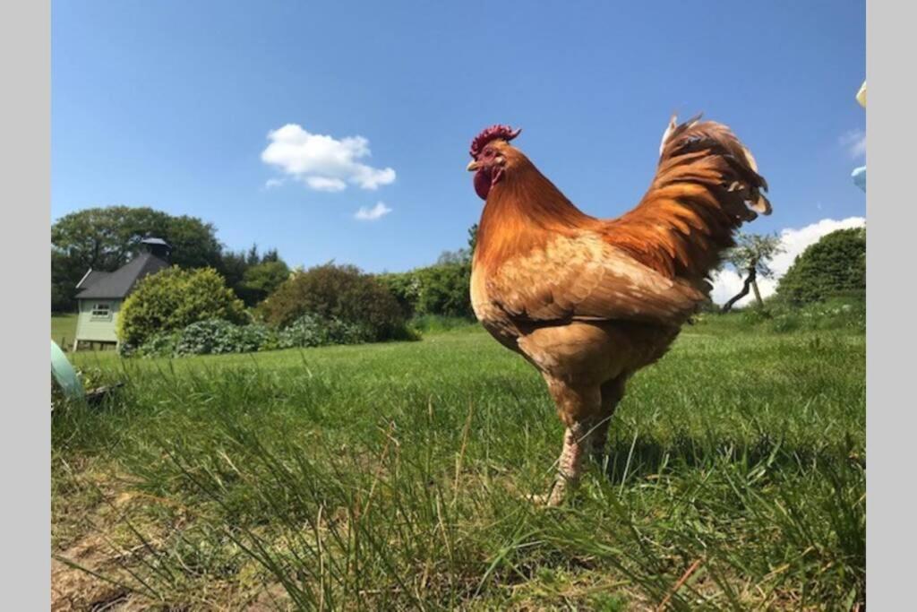 South Barlogan Farm — 4-Star Luxury Hotel in Bridge Of Weir, United Kingdom