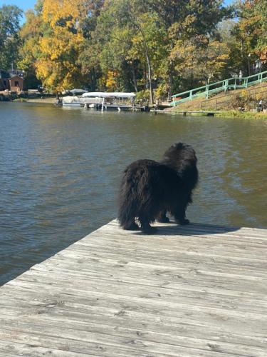 Lake Shafer Resort - photo 29
