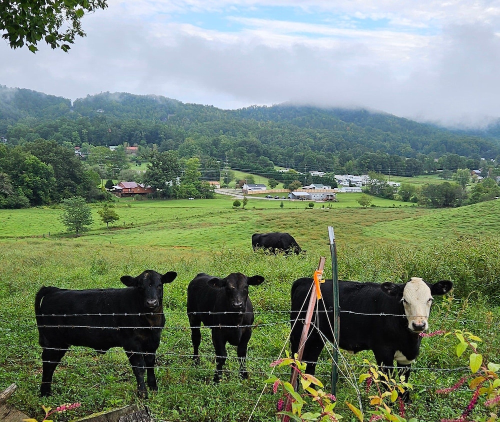 Just Like Paradise - last minute hotel in Sevierville