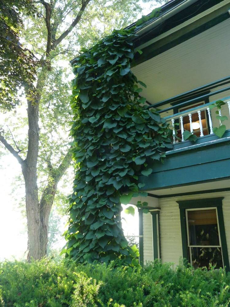 Mt. Philo Inn - photo 116